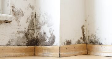 damp-buildings-damaged-by-black-mold-fungus-dampness-water-infiltration-insulation-mol-scaled