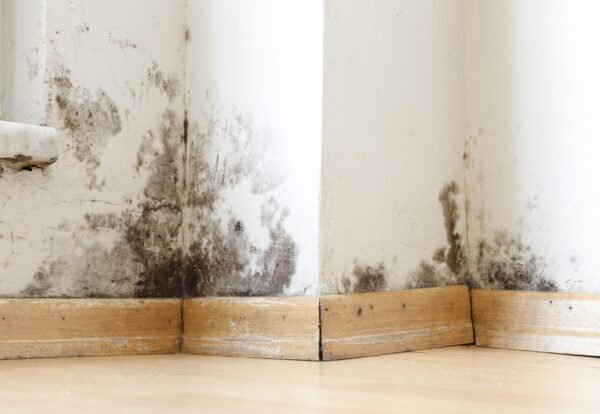 damp-buildings-damaged-by-black-mold-fungus-dampness-water-infiltration-insulation-mol-scaled
